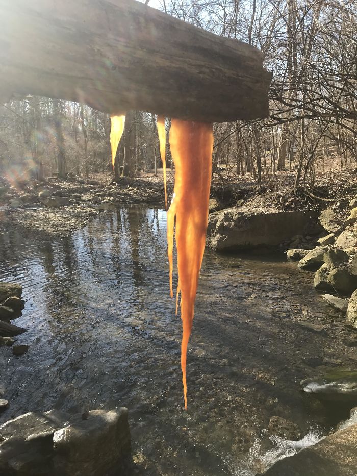 These Icicles That Froze Orange Because Of The Sap Concentration In The Tree