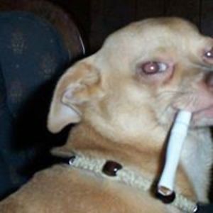 mariobros1022 avatar