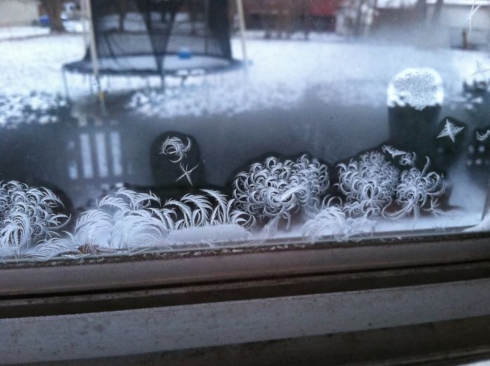 Frost On My Window Looks Like A Dr. Seuss Drawing