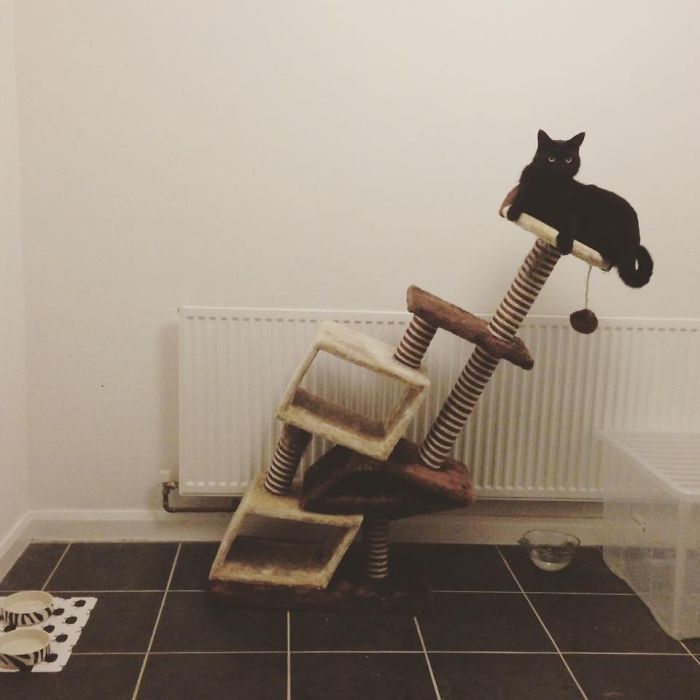Never Buy A Cat Tree From Amazon