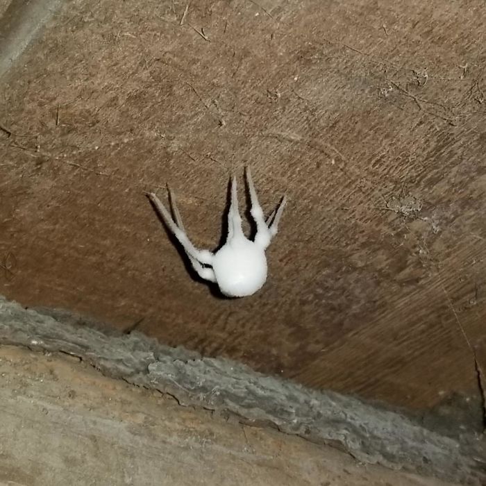 Found This White Fuzzy Thing In My Basement, Mother Freaked Out. What Is This Thing?