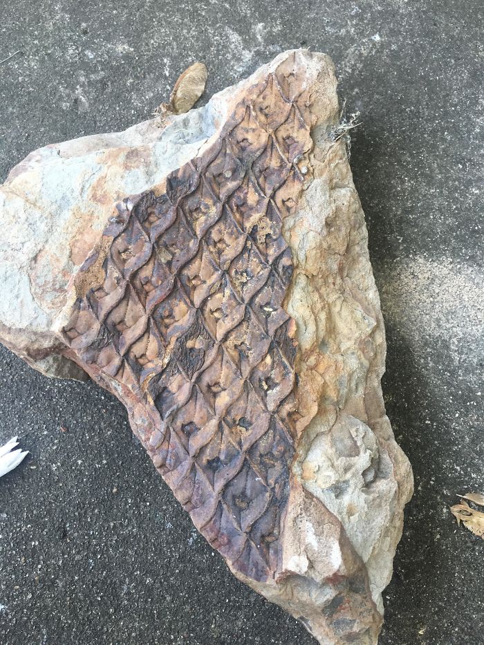 Encontré una roca en el porche de mi nueva casa, la giré y tenía esto. ¿Es un fósil?