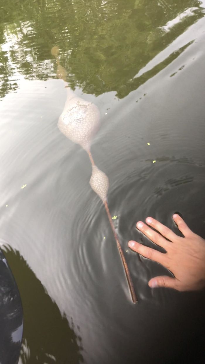 Vi esto en el río Mississippi, supongo que es algún hongo, pero no sé qué