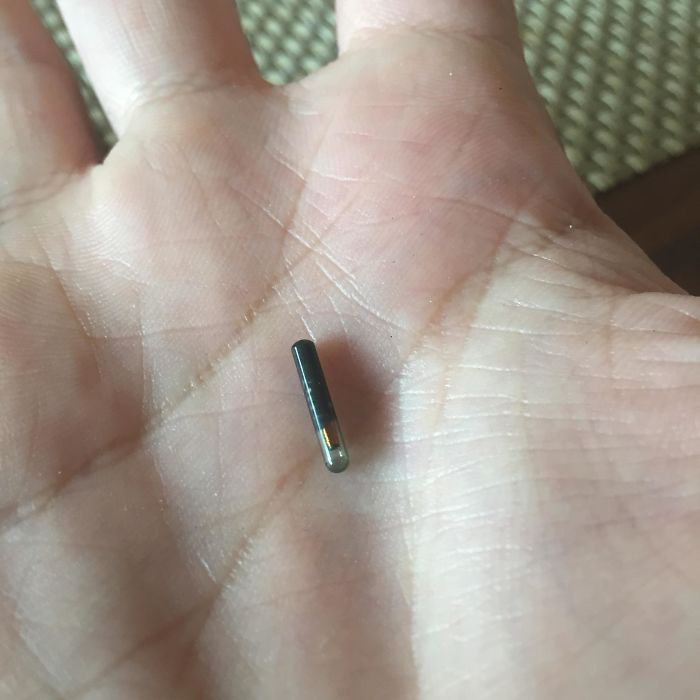I Found This Thing In My Food. It Was Just Stuck To A Piece Of Meat; It Wasn't Lodged Into It Or Anything. Anyone Know What It Is?