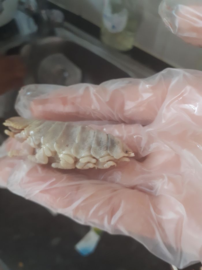 My Sister Found This When Cleaning Out A Fish. This Was In The Mouth And There Was A Smaller One In The Stomach. Anyone Know What It Is ?