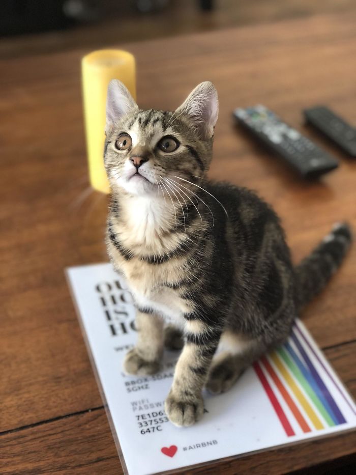 My Paris Airbnb Came With A Kitten Roommate. Meet Zeus!