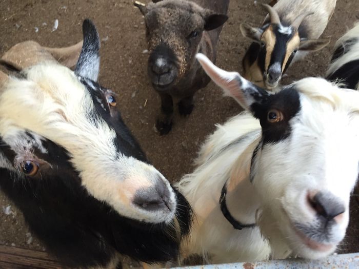 Staying At An Airbnb On A Farm, $22/Night And All The Animals You Can Pet