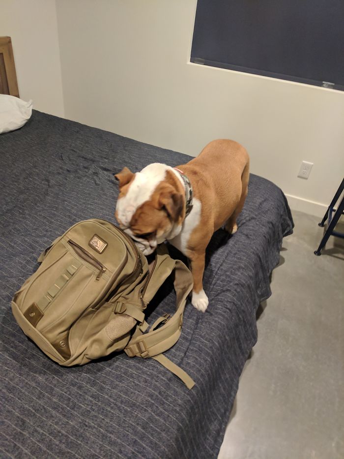 My Airbnb Comes With It's Own Drug Sniffing Dog