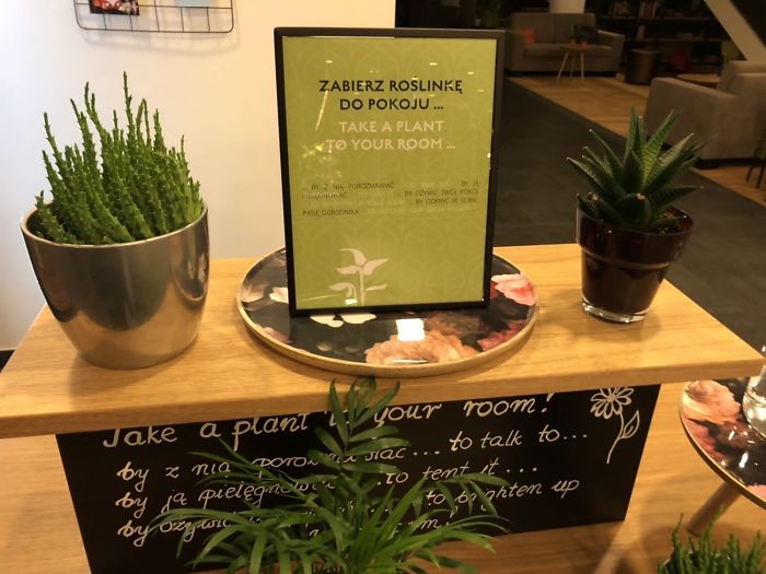 This Hotel Lets You Borrow A Plant To Take To Your Room So You Have A Friend To Talk To
