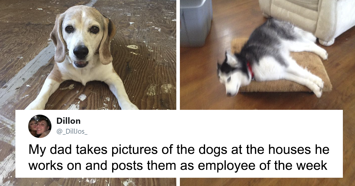 Employees of the Week: 30 Cute 4-Legged Helpers