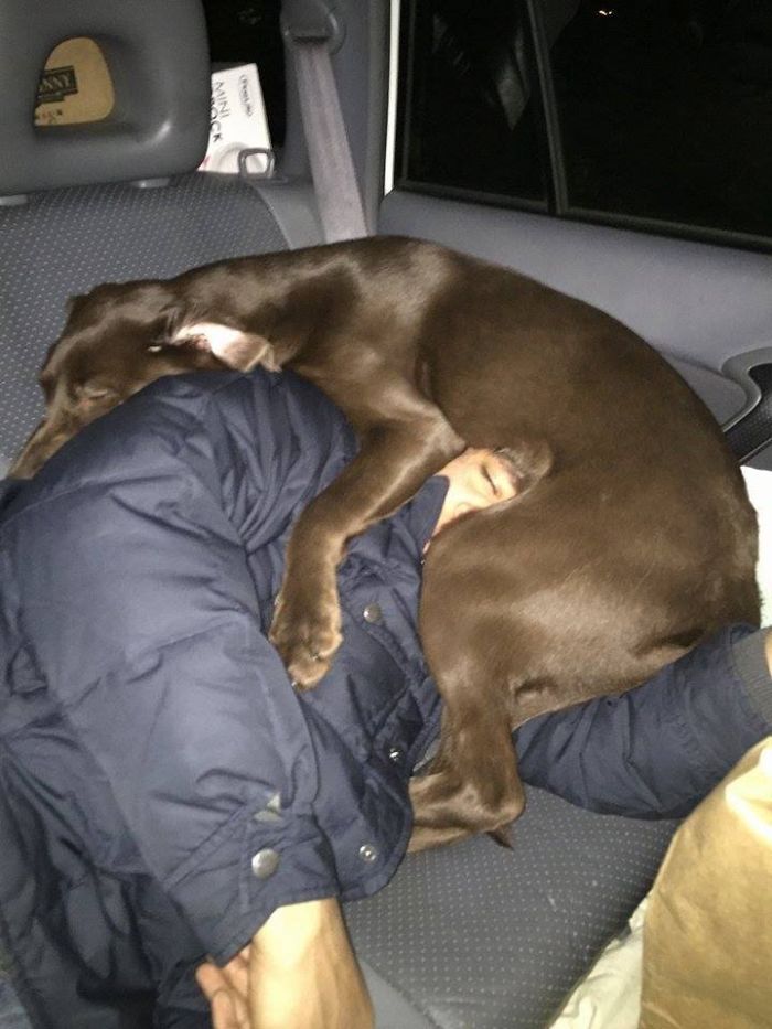 I Pushed My Dog Out Of The Seat So I Could Sleep During A Road-Trip. My Wife Took This Picture While I Slept