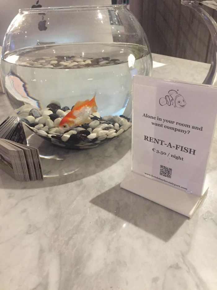 Hotel In Europe Offers A Rent A Pet Fish For Single Travellers