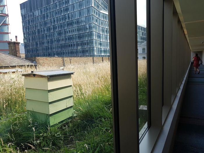 Este hotel en el centro de Londres tiene colmenas en el tejado