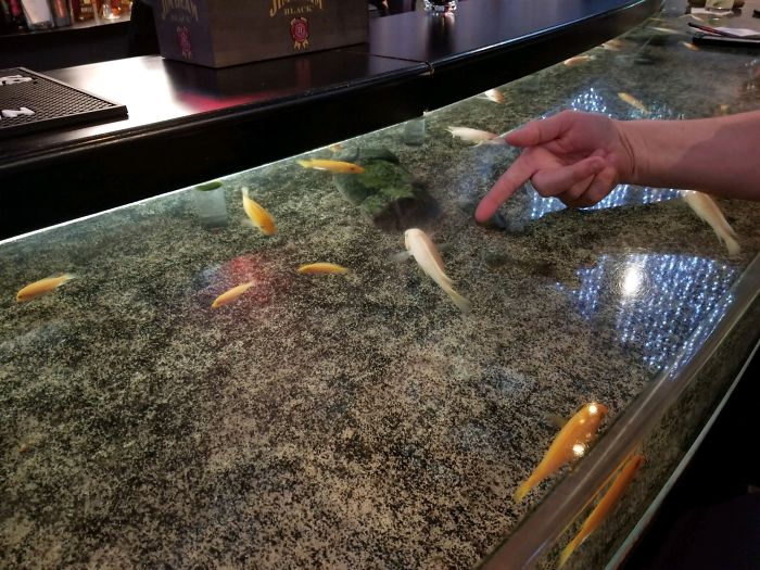 The Galt House Hotel Bar In Louisville, Ky Has An Aquarium Bar Top