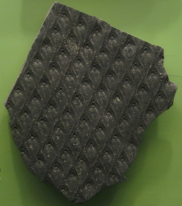 640px-Lepidodendron_PAMuseum.jpg