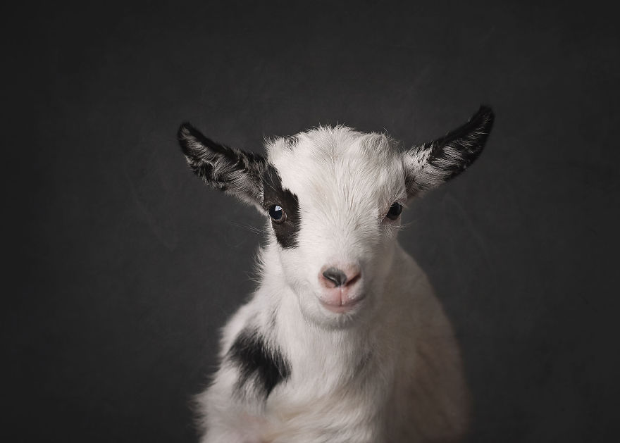 A Goat Newborn Session? Why Not!