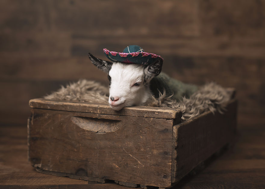 A Goat Newborn Session? Why Not!