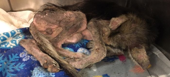 Woman Finds A Stray Dog Trapped In A Wire Bed Frame, It Takes Him 4 Months To Make A Full Recovery