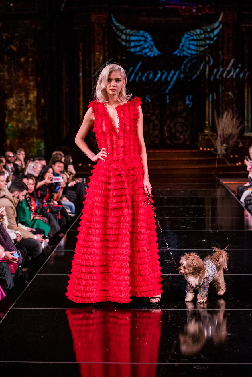 Dogs Take Over The Catwalk At Fashion Week