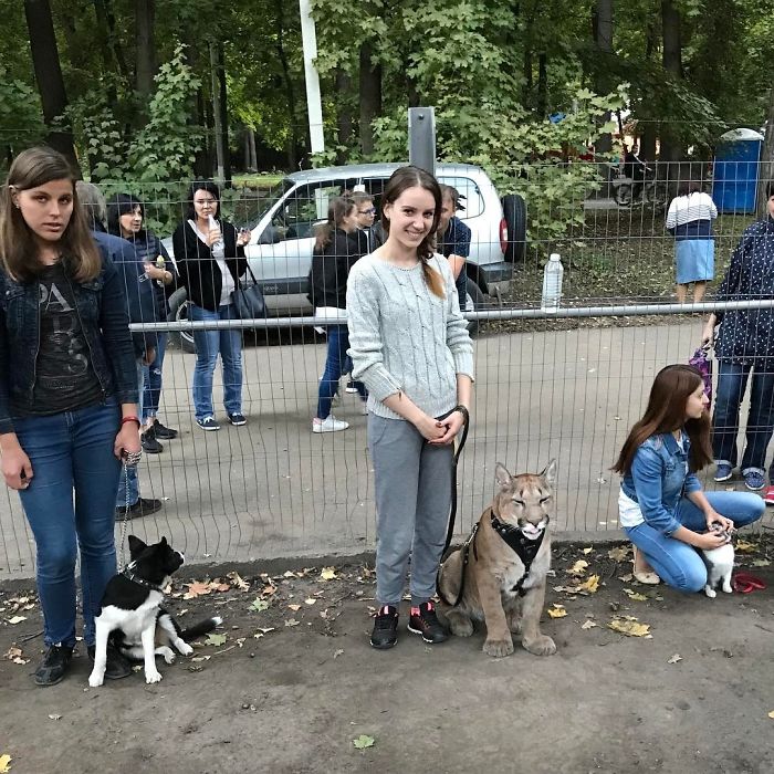 Rescued Puma In Dog's School
