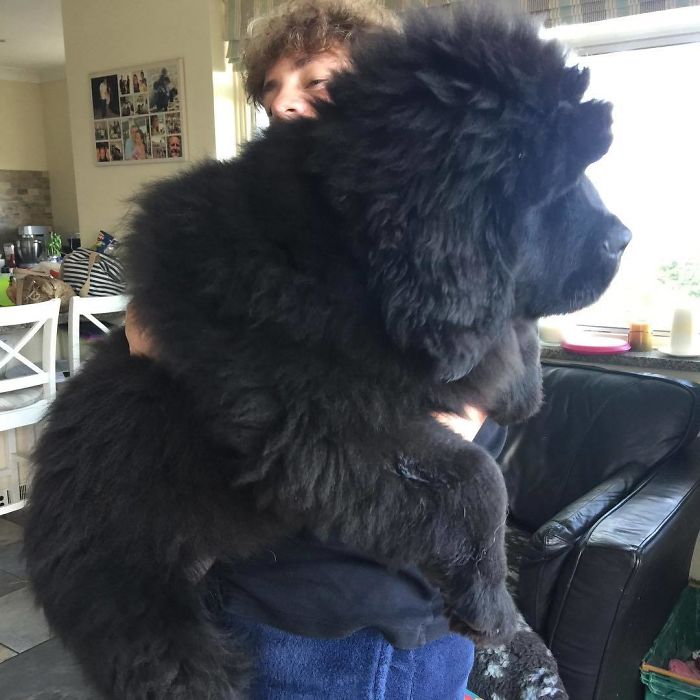 Honey At 14 Weeks Having A Hug With One Of Her Hoomans Cameron... Don't Think He Will Be Able To Pick Her Up For Much Longer!