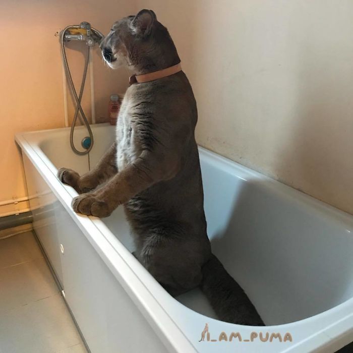 Puma Rescued in bath tub