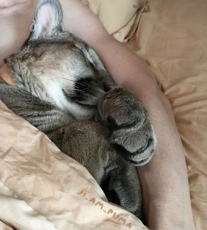 Puma Rescued From A Contact-Type Zoo Can't Be Released Into The Wild, Lives As A Spoiled House Cat