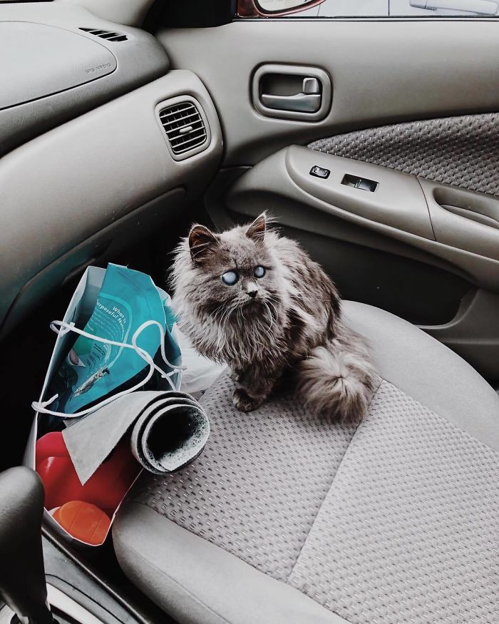 Meet Merlin, The Water-Bottle-Sized 2-Year-Old Kitty That Is Taking Over Twitter Because Of His Pure Beauty