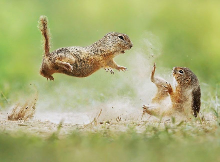 Kung Fu Squirrels