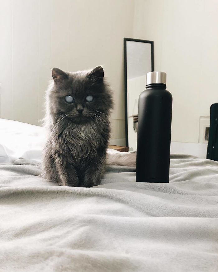 Meet Merlin, The Water-Bottle-Sized 2-Year-Old Kitty That Is Taking Over Twitter Because Of His Pure Beauty