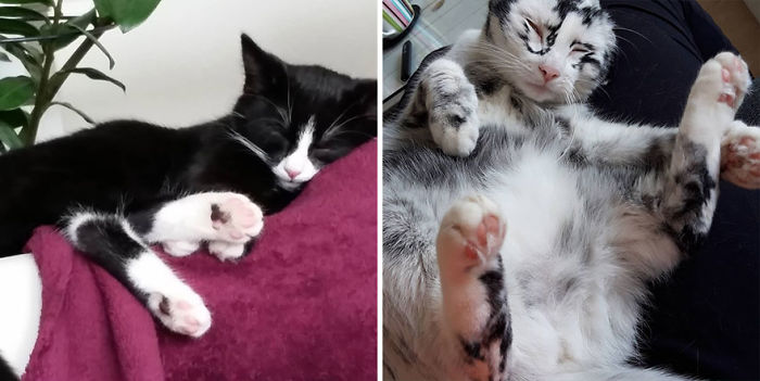Woman Rescues A Kitty With A Rare Vitiligo Condition And Her Coat Turns Into Beautiful Snowflake-Like Markings