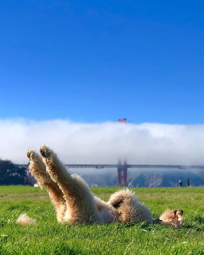 Dog laying on grass with his feet up 
