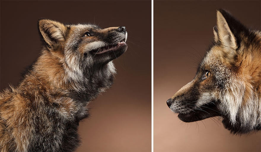 I Photographed Foxes In My Studio And Fell In Love With Their Characters