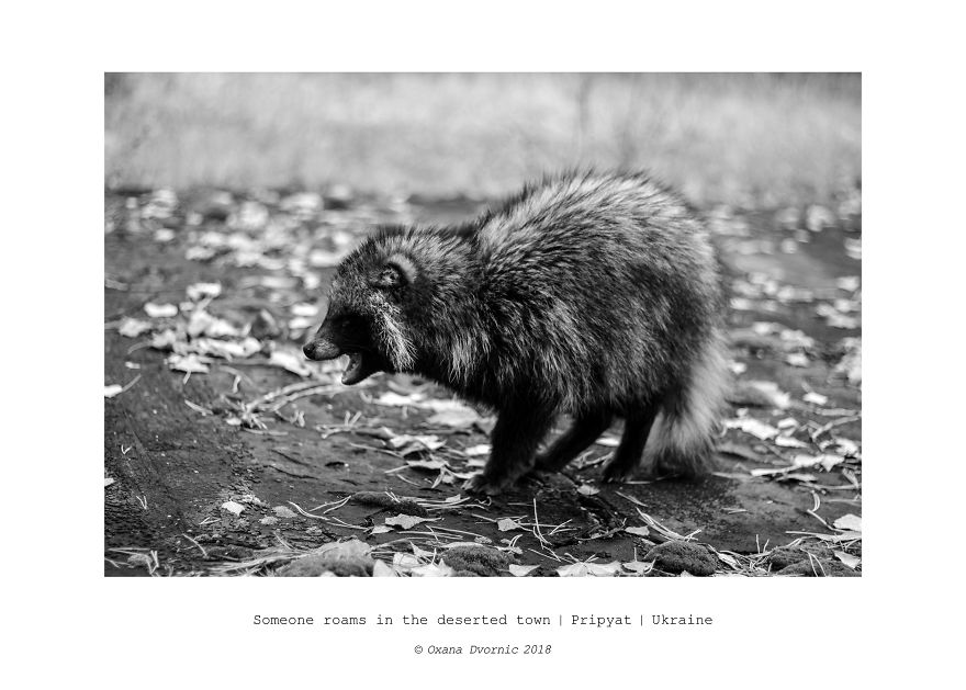 Life After Chernobyl Nuclear Disaster Life After Chernobyl Nuclear Disaster