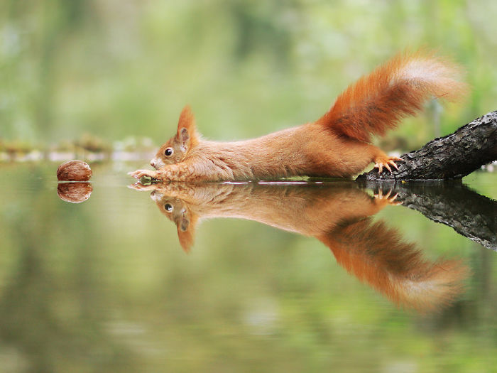 30 Amusing Wildlife Photos By Award-Winning Austrian Photographer