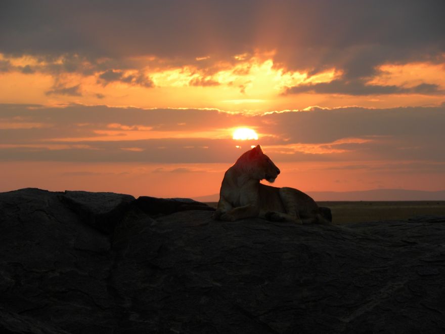 This Photo Of A Lioness On A Kopje And Sunset Was Taken By Our Naturalist Safari Guide.