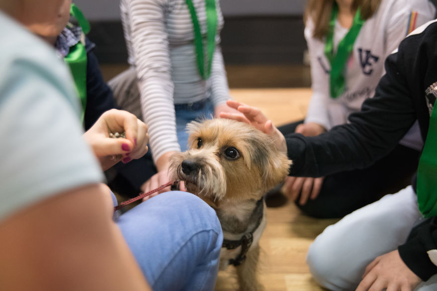 I Organized The First Ever Prague's Cuddliest Dog Contest With Kids As Judges And It Was A Very Wholesome Experience