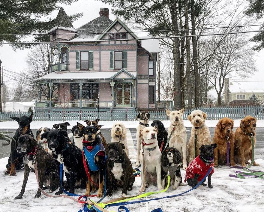 These Lovely Dogs 'Pack Walk' And Pose For Pictures Together Every Day