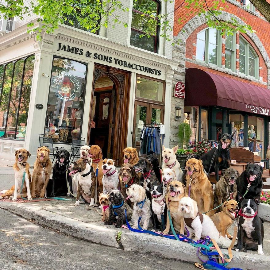 These Lovely Dogs 'Pack Walk' And Pose For Pictures Together Every Day