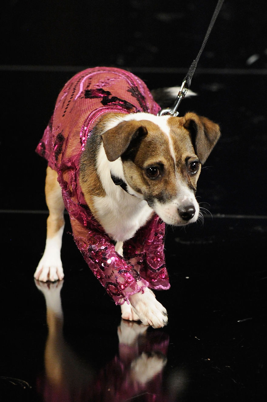 Dogs Over The Catwalk At Fashion Week | Bored