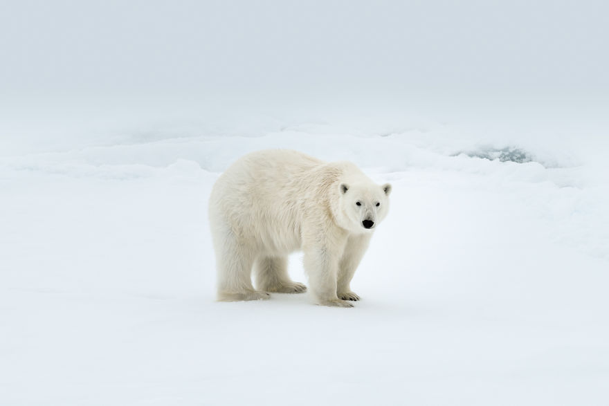Have You Ever Heard Of Svalbard? Have You Ever Heard Of Svalbard?
