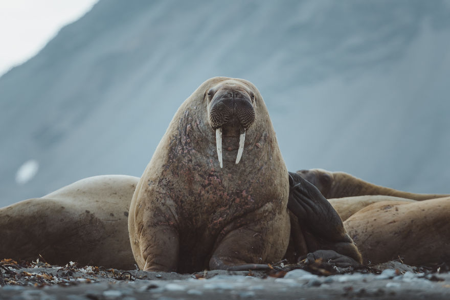Have You Ever Heard Of Svalbard? Have You Ever Heard Of Svalbard?