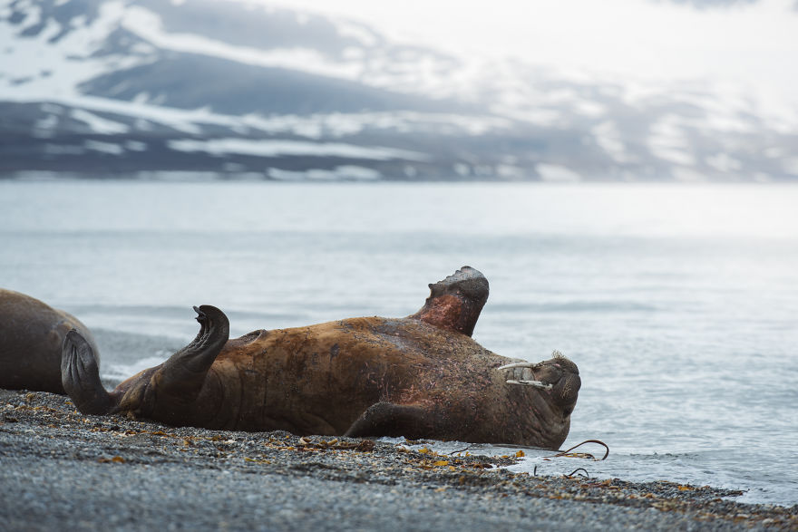 Have You Ever Heard Of Svalbard? Have You Ever Heard Of Svalbard?