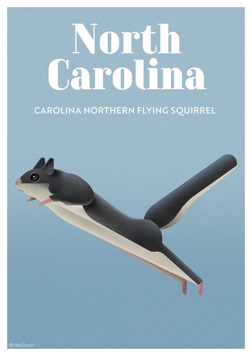 Carolina Northern Flying Squirrel