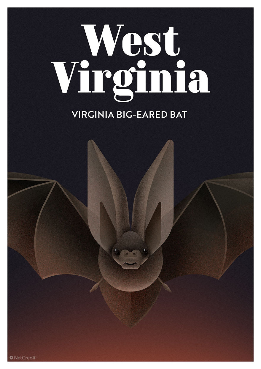 Virginia Big-Eared Bat
