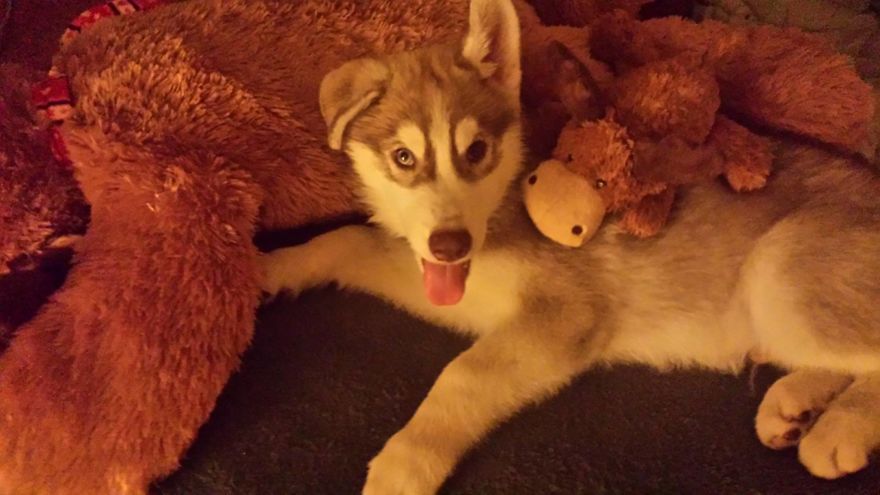 I Randomly Bought A Husky Puppy On The Internet And It Changed My Life I Randomly Bought A Husky Puppy On The Internet And It Changed My Life