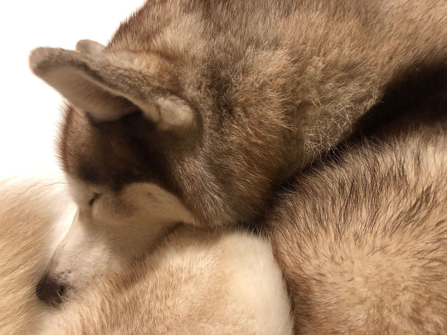 I Randomly Bought A Husky Puppy On The Internet And It Changed My Life I Randomly Bought A Husky Puppy On The Internet And It Changed My Life