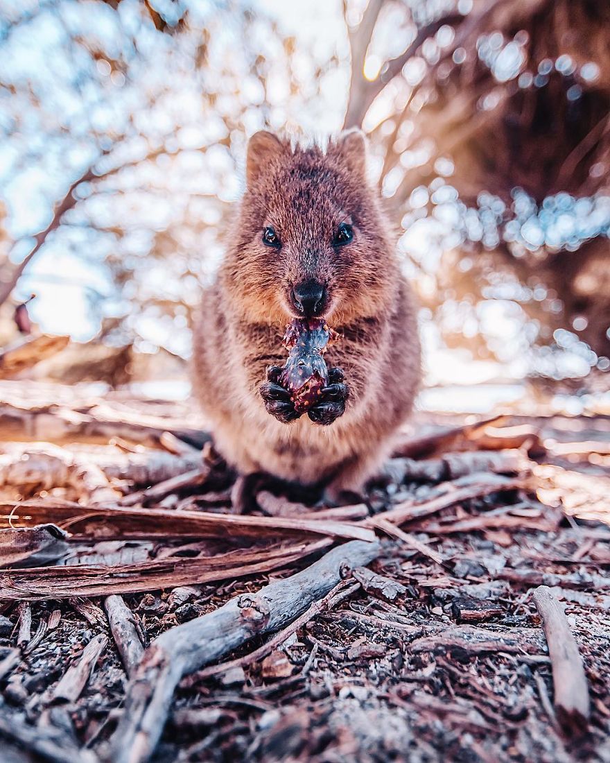 I Flew 25 Hours To Australia Just To See The Cutest Animals In The World - Quokkas