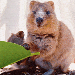 I Flew 25 Hours To Australia Just To See The Cutest Animals In The World - Quokkas