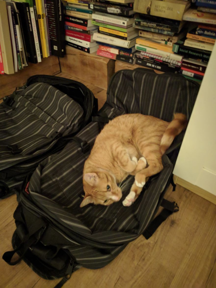 Airbnb In Amsterdam Weeeell We Can't Go Back Home Now. Cats And Their Bags!